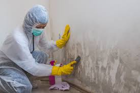 Best Comprehensive Air Testing for Mold Contaminants  in Maple Park, IL